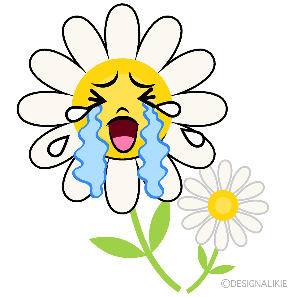 かわいい泣く白コスモスイラスト