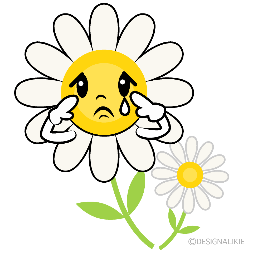 かわいい悲しい白コスモスイラスト