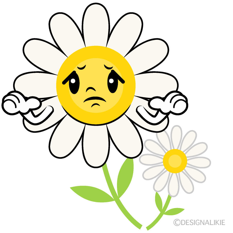 かわいい困る白コスモスイラスト