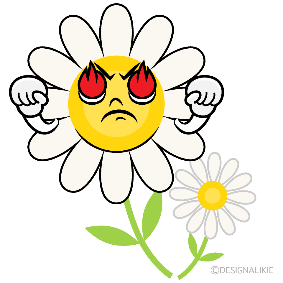 かわいい熱意の白コスモスイラスト