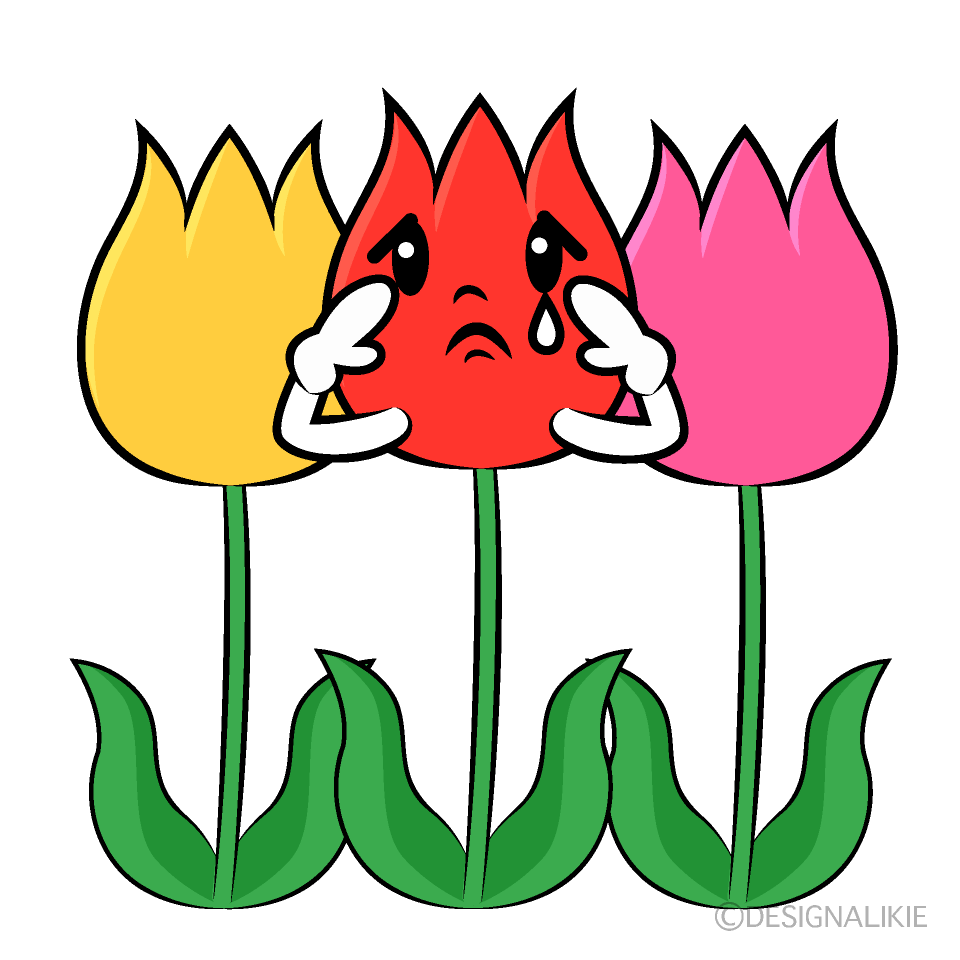 Cute Sad Three-Color Tulips Clipart