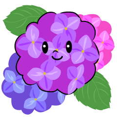 紫陽花