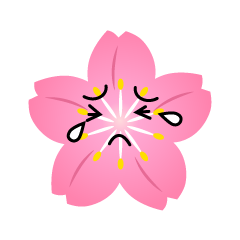 泣く桜