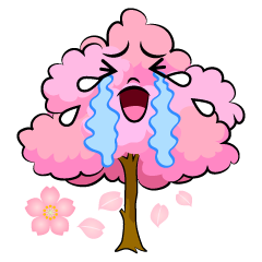 泣く桜の木